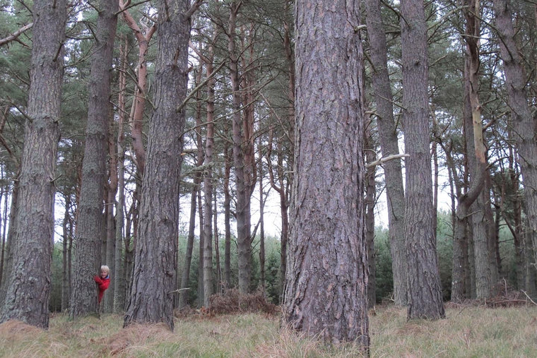 Happy International Day of Forests - EcoWoodRings